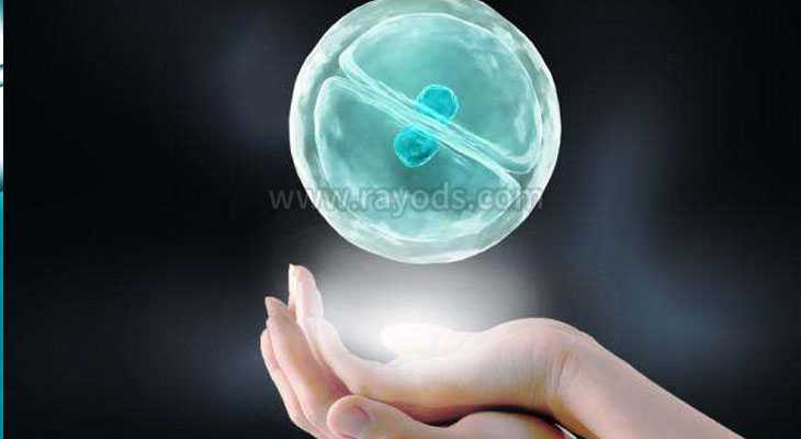 广州最好供卵机构,日本试管婴儿胚胎